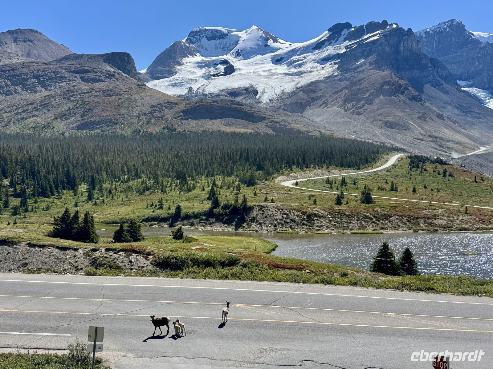 3. Tag – Banff bis Jasper – Icefields Parkway – Dickhornschafe am Columbia Icefield Discovery Centre &ndash; &copy; Andreas Wolfsteller (Eberhardt TRAVEL)
