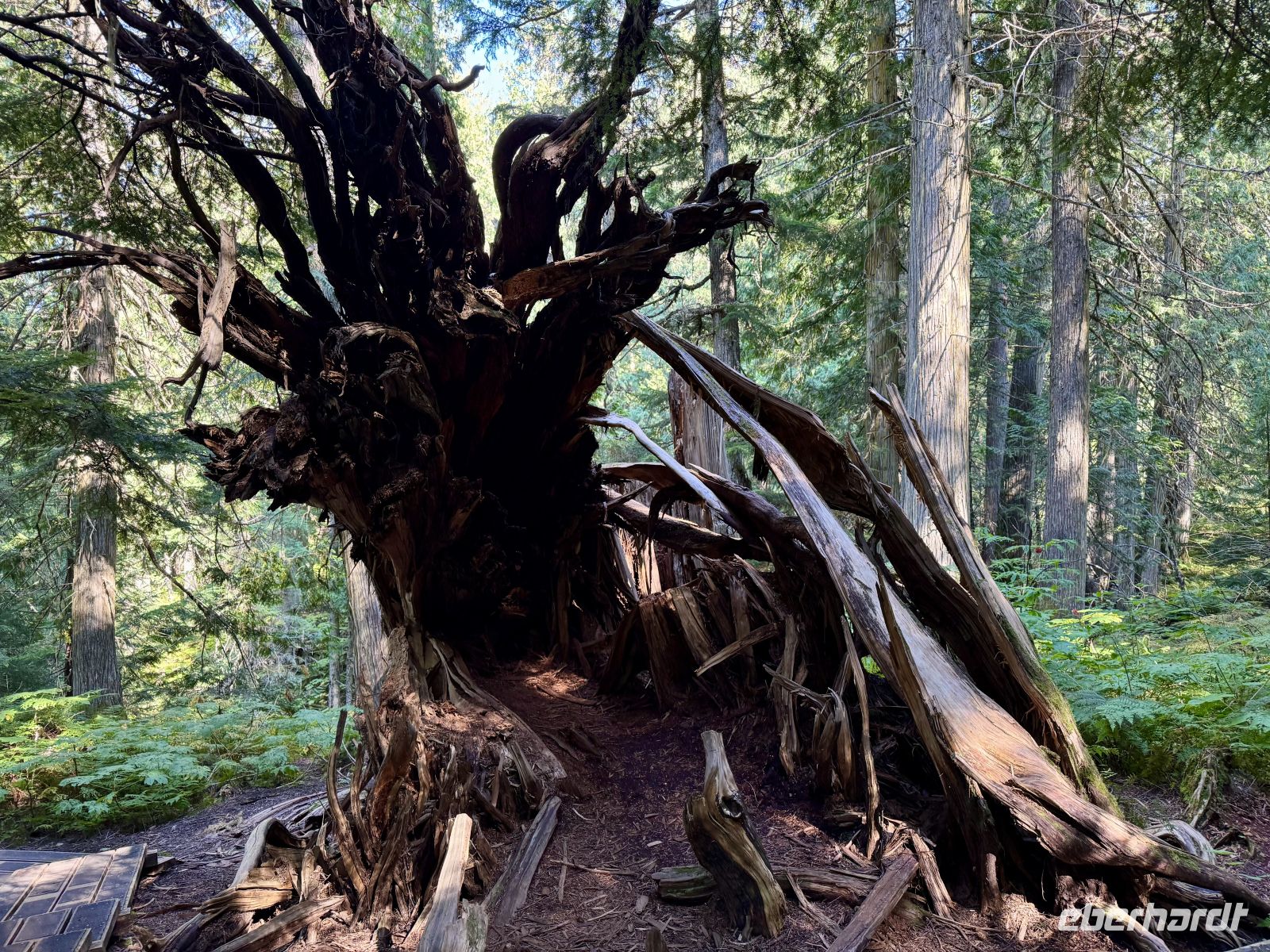 5. Tag – Jasper bis Prince George – Spaziergang durch den Ancient Forest &ndash; &copy; Andreas Wolfsteller (Eberhardt TRAVEL)