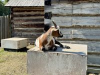 6. Tag – Prince George bis Smithers – Besuch des Fort St. James &ndash; &copy; Andreas Wolfsteller (Eberhardt TRAVEL)