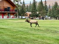 11. Tag – Ausflug im Jasper-Nationalpark – Wapiti auf dem Hotelgelände &ndash; &copy; Andreas Wolfsteller (Eberhardt TRAVEL)