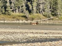 11. Tag – Ausflug im Jasper-Nationalpark – Wapitis im Sunwapta River &ndash; &copy; Andreas Wolfsteller (Eberhardt TRAVEL)