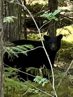 Der Schwarzbär  &ndash; &copy; Elisabeth Fox-Maerki (Eberhardt TRAVEL)