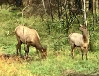 Wapiti-Mama mit Kid &ndash; &copy; Elisabeth Fox-Maerki (Eberhardt TRAVEL)
