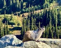 Nein nicht ausgestopft ! Auf Blackcomb Mountain &ndash; &copy; Elisabeth Fox-Maerki (Eberhardt TRAVEL)