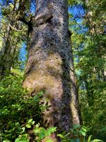 Die Riesen Sitka &ndash; &copy; Elisabeth Fox-Maerki (Eberhardt TRAVEL)