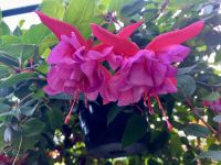 Im Hängegarten &ndash; &copy; Elisabeth Fox-Maerki (Eberhardt TRAVEL)