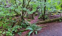 Küsten-Regenwald an den Shannon Falls &ndash; &copy; Kristin Weigel (Eberhardt TRAVEL)