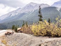 Icefield Parkway &ndash; &copy; Sabine Reckord (Eberhardt TRAVEL)