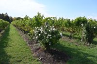 15. Tag - Weinprobe (5) &ndash; &copy; Franziska Barthel (Eberhardt TRAVEL)