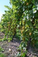 15. Tag - Weinprobe (6) &ndash; &copy; Franziska Barthel (Eberhardt TRAVEL)