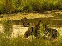 Moose im Omega Park  &ndash; &copy; Thomas Krupp (Eberhardt TRAVEL)