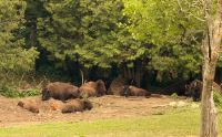 Bisons im Omega Park &ndash; &copy; Thomas Krupp (Eberhardt TRAVEL)