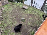 4. Tag: Fahrt durch den Omega-Wildpark – Schwarzbärin und Polarfuchs &ndash; &copy; Andreas Wolfsteller (Eberhardt TRAVEL)