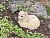 4. Tag: Fahrt durch den Omega-Wildpark – Polarfuchs &ndash; &copy; Andreas Wolfsteller (Eberhardt TRAVEL)
