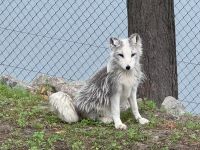 4. Tag: Fahrt durch den Omega-Wildpark – Polarfuchs &ndash; &copy; Andreas Wolfsteller (Eberhardt TRAVEL)
