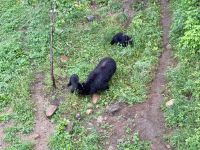 4. Tag: Fahrt durch den Omega-Wildpark – Schwarzbären-Mama mit Kindern &ndash; &copy; Andreas Wolfsteller (Eberhardt TRAVEL)