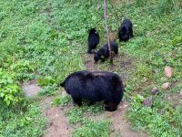 4. Tag: Fahrt durch den Omega-Wildpark – Schwarzbären-Mama mit Kindern &ndash; &copy; Andreas Wolfsteller (Eberhardt TRAVEL)