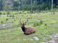 4. Tag: Fahrt durch den Omega-Wildpark – Hirsch &ndash; &copy; Andreas Wolfsteller (Eberhardt TRAVEL)