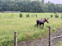 4. Tag: Fahrt durch den Omega-Wildpark – Elch &ndash; &copy; Andreas Wolfsteller (Eberhardt TRAVEL)