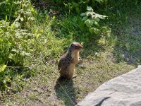 8. Tag: Banff-Nationalpark – Erdhörnchen &ndash; &copy; Andreas Wolfsteller (Eberhardt TRAVEL)