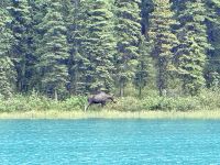 10. Tag: Erkundungen in Jasper-Nationalpark – Elchsichtung am Maligne Lake &ndash; &copy; Andreas Wolfsteller (Eberhardt TRAVEL)