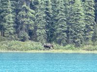 10. Tag: Erkundungen in Jasper-Nationalpark – Elchsichtung am Maligne Lake &ndash; &copy; Andreas Wolfsteller (Eberhardt TRAVEL)