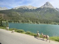 10. Tag: Erkundungen in Jasper-Nationalpark – Dickhornschafe am Medicine Lake &ndash; &copy; Andreas Wolfsteller (Eberhardt TRAVEL)
