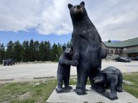 11. Tag: Jasper bis Kamloops – Pause mit „Bärensichtung“ in Blue River &ndash; &copy; Andreas Wolfsteller (Eberhardt TRAVEL)