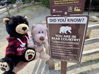 11. Tag: Jasper bis Kamloops – Abstecher zu den Spahats Falls – Wir sind in Bärenland! &ndash; &copy; Andreas Wolfsteller (Eberhardt TRAVEL)