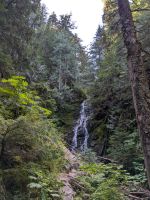 81) Ancient Forest, Yellowhead Highway, Kanada