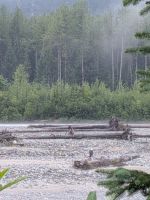 170) Adler auf dem Weg zurück nach Stewart, Kanada