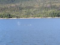 193) Buckelwale Inside Passage - Fährfahrt von Prince Rupert nach Port Hardy, Kanada