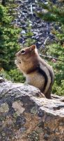 39 Streifenhörnchen &ndash; &copy; Susanne Schirmann (Eberhardt TRAVEL)