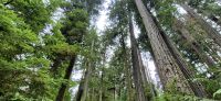 113 riesige Douglasien &ndash; &copy; Susanne Schirmann (Eberhardt TRAVEL)