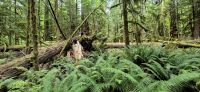 114 Mac Millan Provincial Park &ndash; &copy; Susanne Schirmann (Eberhardt TRAVEL)
