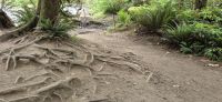 116 Mac Millan Provincial Park &ndash; &copy; Susanne Schirmann (Eberhardt TRAVEL)