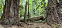 117 Douglasien &ndash; &copy; Susanne Schirmann (Eberhardt TRAVEL)