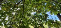 131 Wanderung Elk Falls Provincial Park &ndash; &copy; Susanne Schirmann (Eberhardt TRAVEL)