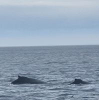 150 Buckelwale &ndash; &copy; Susanne Schirmann (Eberhardt TRAVEL)