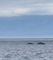 151 Buckelwale und Orcas gesichtet &ndash; &copy; Susanne Schirmann (Eberhardt TRAVEL)
