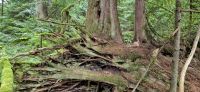122 Wanderung Elk Falls Provincial Park &ndash; &copy; Susanne Schirmann (Eberhardt TRAVEL)