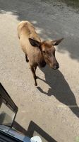 Fahrt durch den Omega Wildpark &ndash; &copy; Jacob Spangenberg (Eberhardt TRAVEL)
