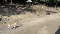 Fahrt durch den Omega Wildpark &ndash; &copy; Jacob Spangenberg (Eberhardt TRAVEL)