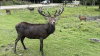 Fahrt durch den Omega Wildpark &ndash; &copy; Jacob Spangenberg (Eberhardt TRAVEL)