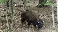 Fahrt durch den Omega Wildpark &ndash; &copy; Jacob Spangenberg (Eberhardt TRAVEL)