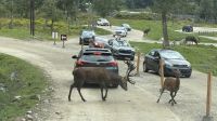 Fahrt durch den Omega Wildpark &ndash; &copy; Jacob Spangenberg (Eberhardt TRAVEL)