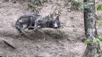 Fahrt durch den Omega Wildpark &ndash; &copy; Jacob Spangenberg (Eberhardt TRAVEL)