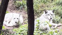 Fahrt durch den Omega Wildpark &ndash; &copy; Jacob Spangenberg (Eberhardt TRAVEL)