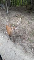 Fahrt durch den Omega Wildpark &ndash; &copy; Jacob Spangenberg (Eberhardt TRAVEL)