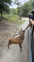 Fahrt durch den Omega Wildpark &ndash; &copy; Jacob Spangenberg (Eberhardt TRAVEL)